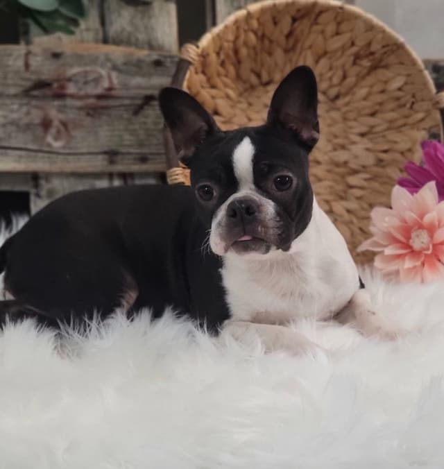 Boston Terrier Puppies media 7