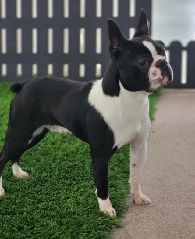 Boston Terrier Puppies media 6