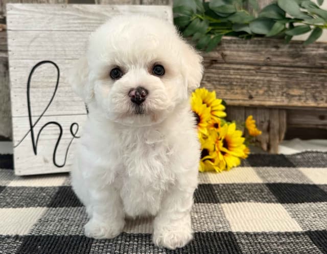 Bichon Frise Puppies media 2