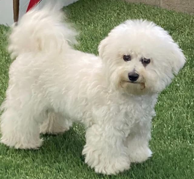 Bichon Frise Puppies media 3