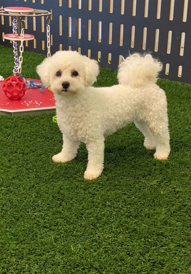 Bichon Frise Puppies media 4