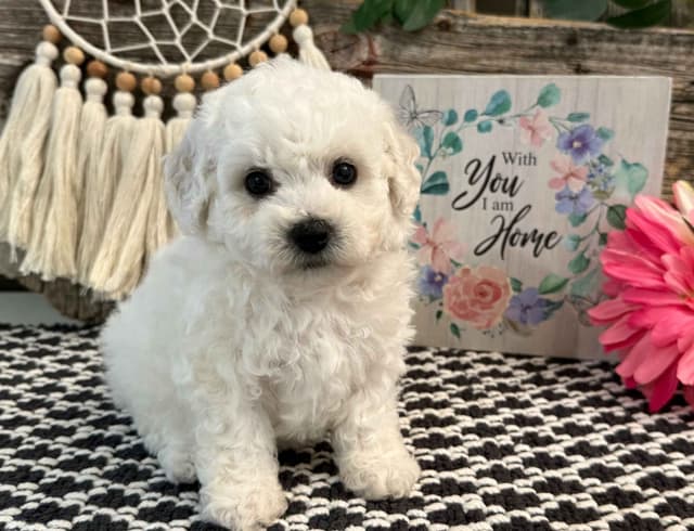 Bichon Frise Puppies media 3