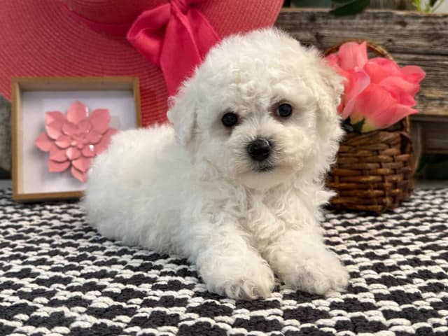 Bichon Frise Puppies media 6
