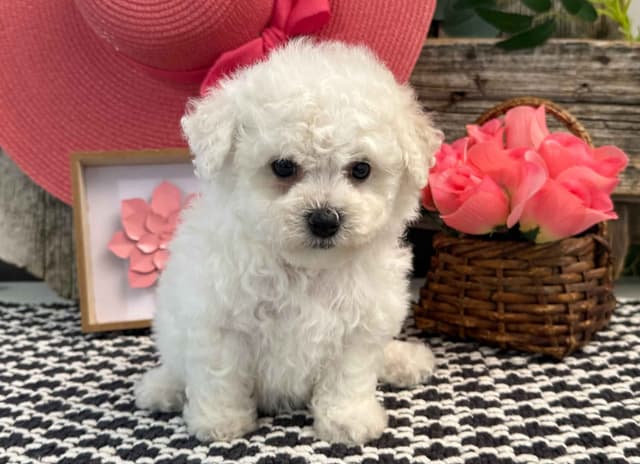 Bichon Frise Puppies media 8