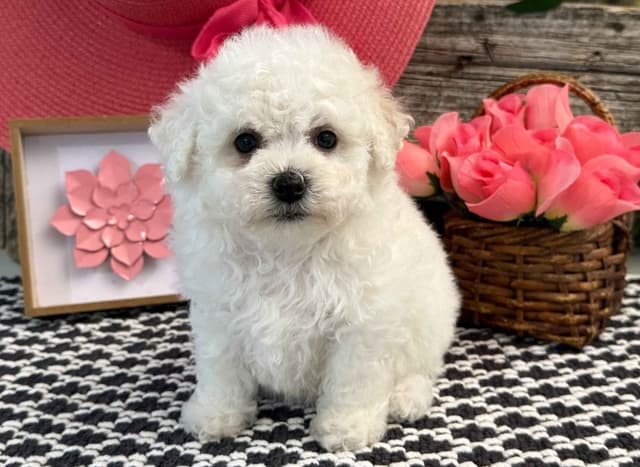 Bichon Frise Puppies media 7
