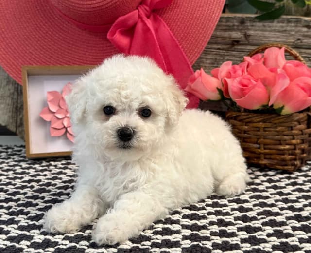 Bichon Frise Puppies media 5