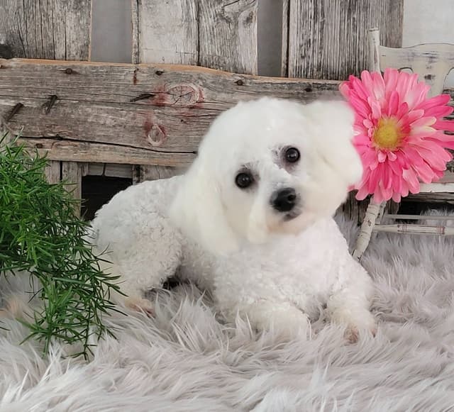 Bichon Frise Puppies media 9