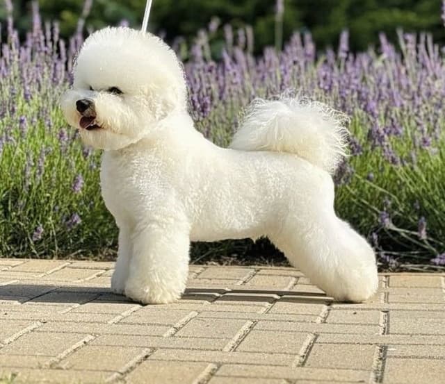 Bichon Frise Puppies media 10