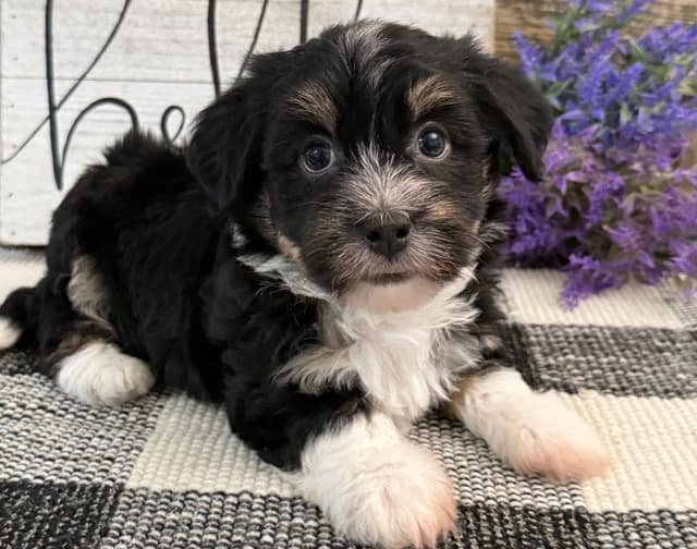 Havanese Puppies media 3
