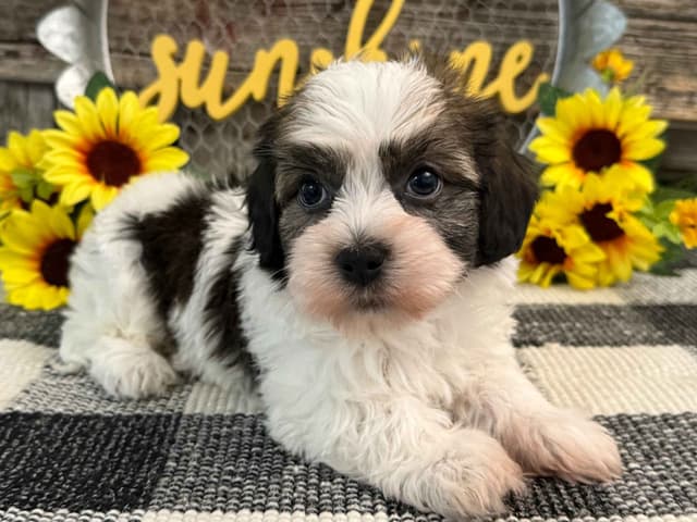 Havanese Puppies media 2