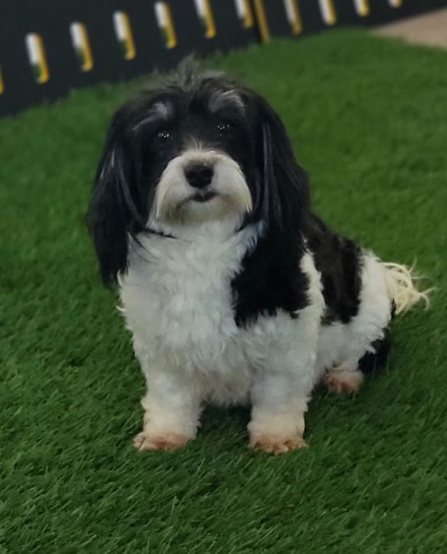 Havanese Puppies media 5