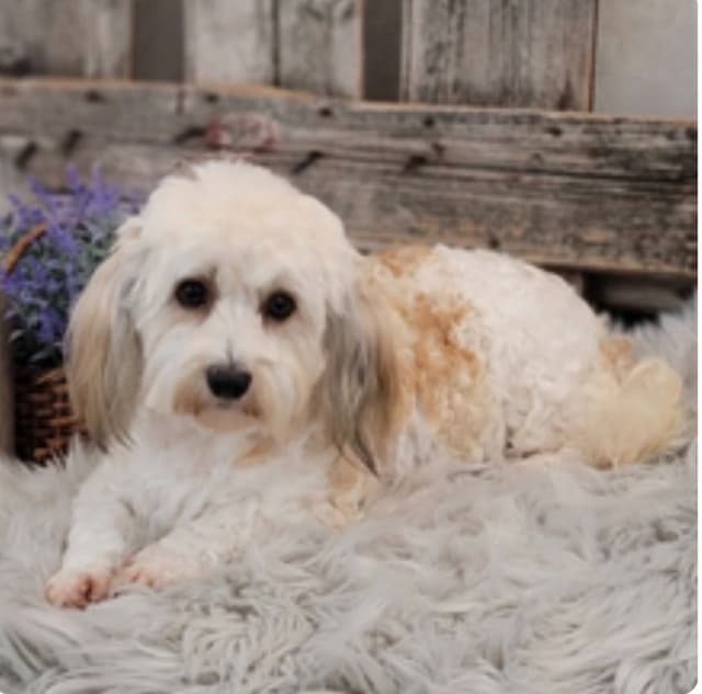 Havanese Puppies media 7