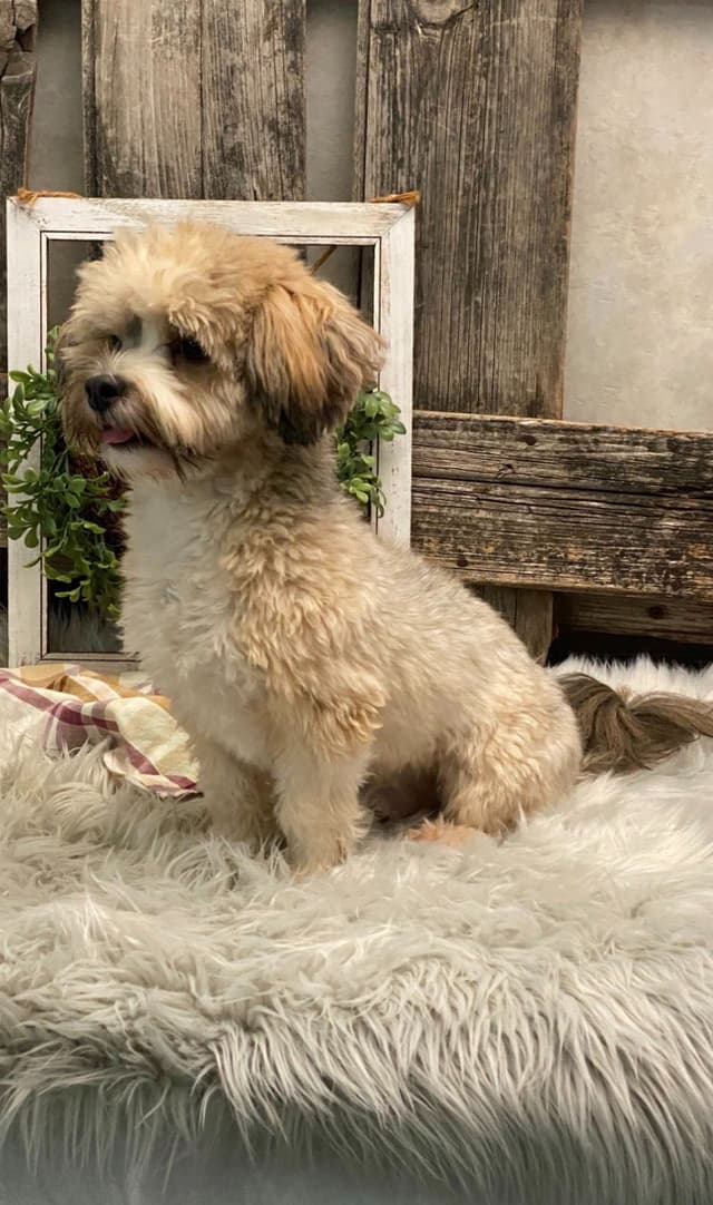 Havanese Puppies media 8
