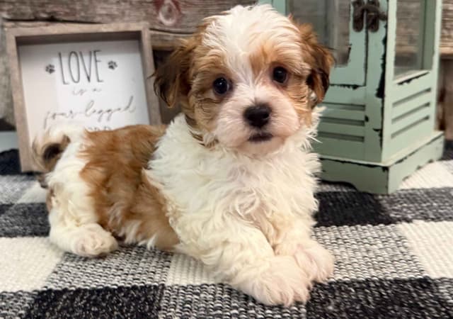 Havanese Puppies media 3