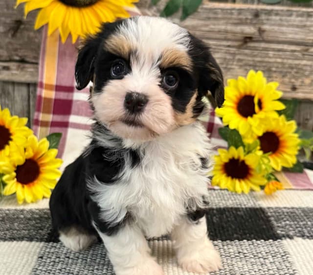 Havanese Puppies media 2