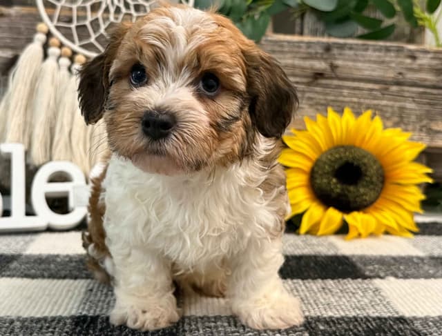 Havanese Puppies media 4