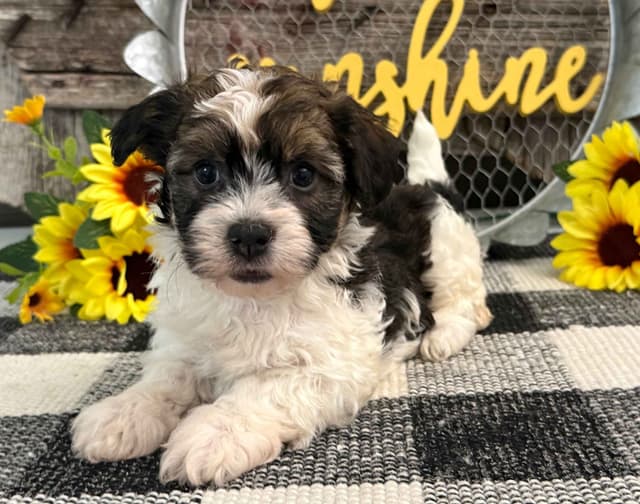 Havanese Puppies media 5