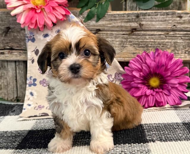 Havanese Puppies media 6