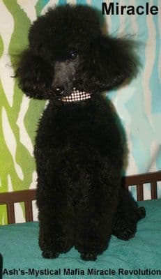 Miniature Poodle Puppies media 2