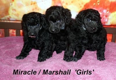 Miniature Poodle Puppies media 3