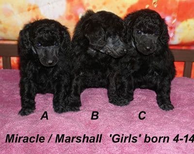 Miniature Poodle Puppies media 4