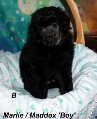 Miniature Poodle Puppies media 3