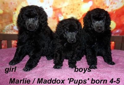 Miniature Poodle Puppies media 4