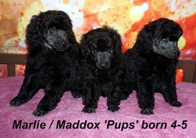 Miniature Poodle Puppies media 5