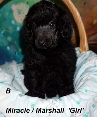 Miniature Poodle Puppies media 5
