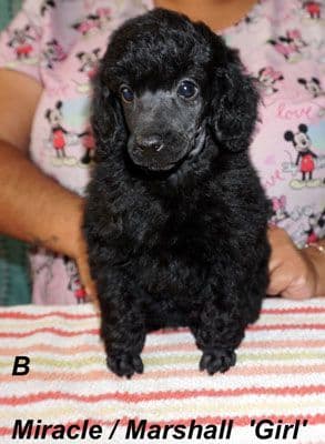Miniature Poodle Puppies media 6