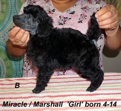Miniature Poodle Puppies media 7