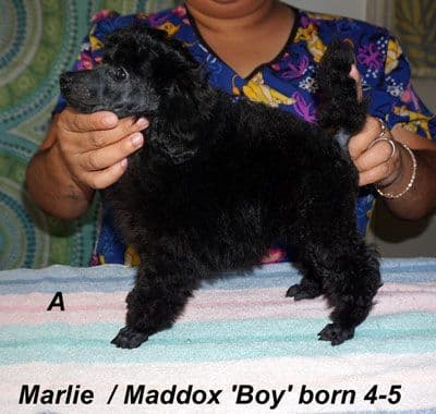 Miniature Poodle Puppies media 6