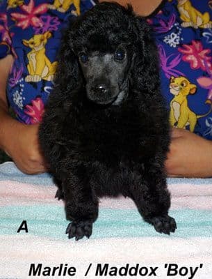 Miniature Poodle Puppies media 7