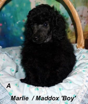 Miniature Poodle Puppies media 8