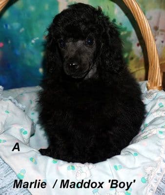 Miniature Poodle Puppies media 9