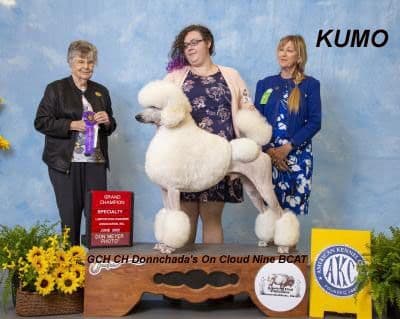 Standard Poodle Puppies media 9