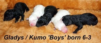 Standard Poodle Puppies media 6