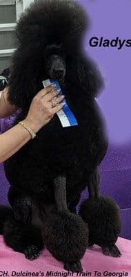 Standard Poodle Puppies media 8
