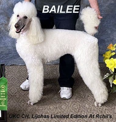 Standard Poodle Puppies media 3