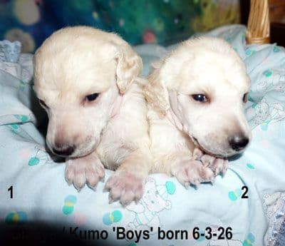 Standard Poodle Puppies media 4