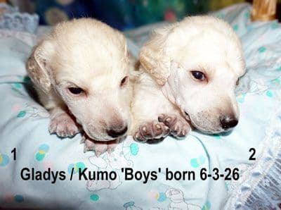 Standard Poodle Puppies media 2