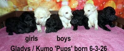 Standard Poodle Puppies media 3