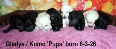 Standard Poodle Puppies media 5