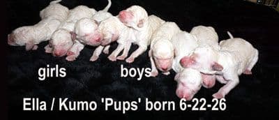 Standard Poodle Puppies media 2