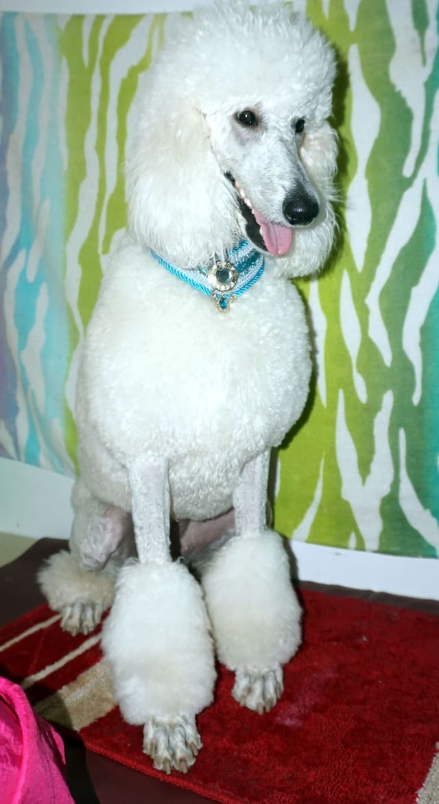 Standard Poodle Puppies media 4