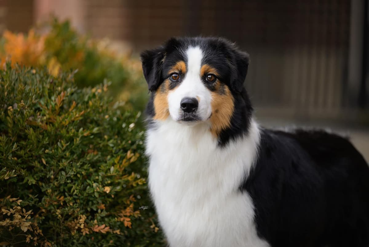 Australian Shepherd Puppies breeder image 2