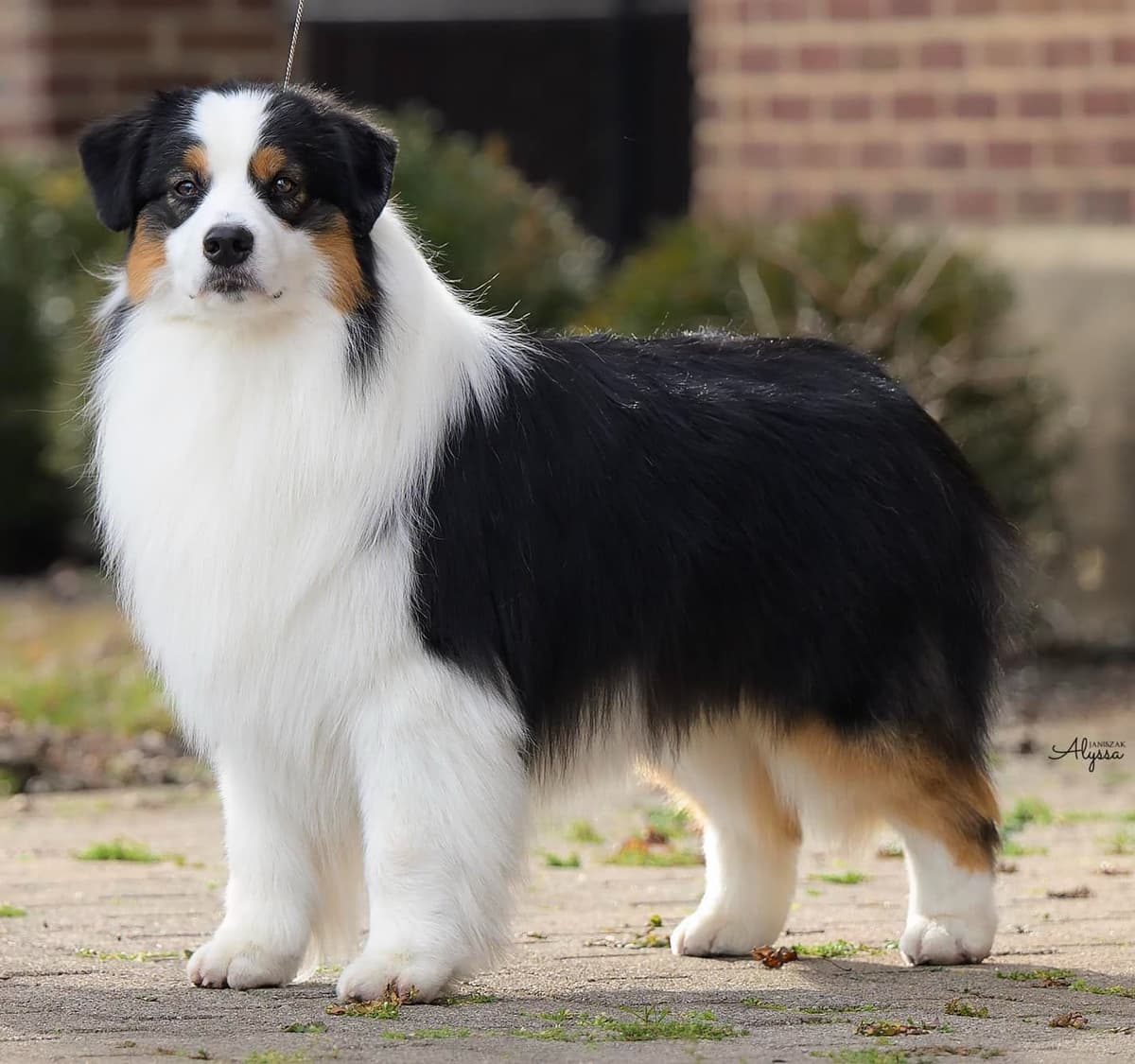 Australian Shepherd Puppies breeder image 3