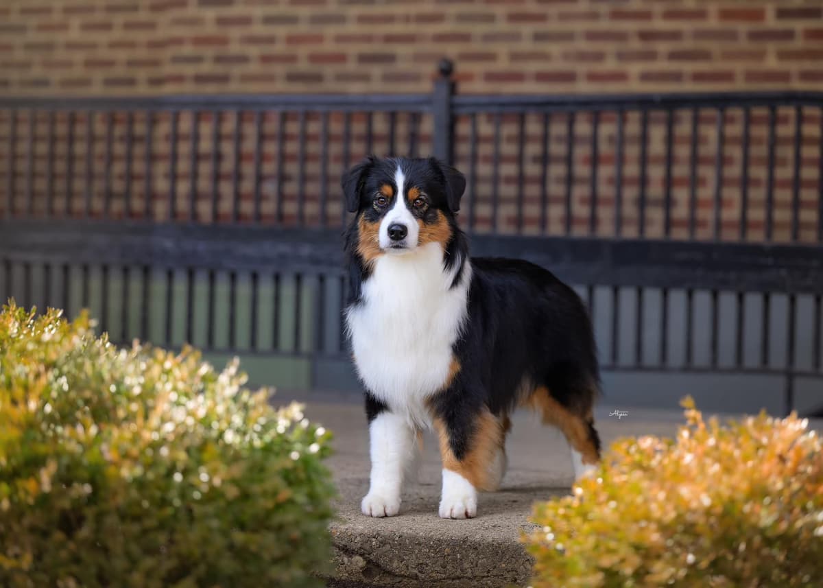Australian Shepherd Puppies breeder image 4