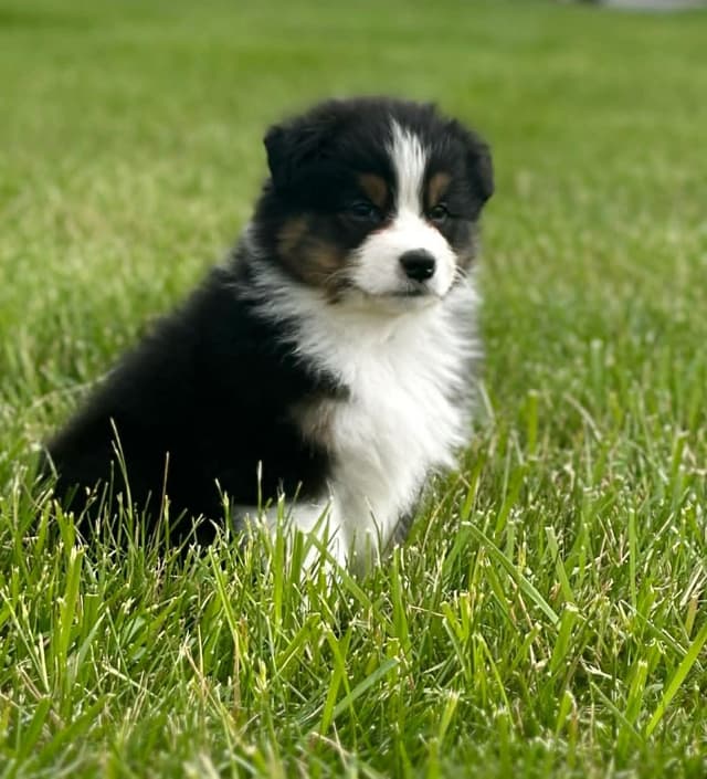 Australian Shepherd Puppies media 2