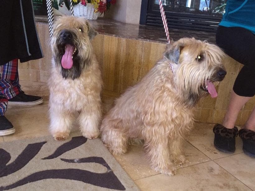 Soft Coated Wheaten Terrier Puppies breeder image 2